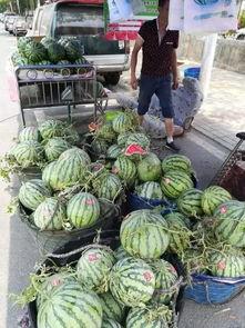 成都体育吃瓜事件,一场吃瓜群众的狂欢与反思