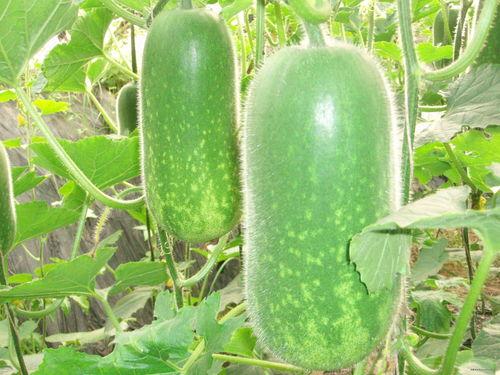 文安一姐吃瓜,揭秘娱乐圈幕后真相