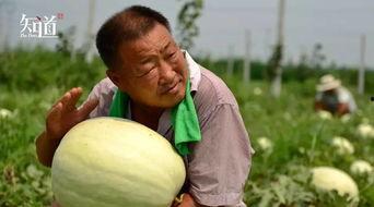 吃瓜用图,揭秘网络热议背后的真相