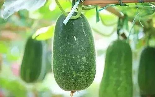 大暑吃瓜乐文章