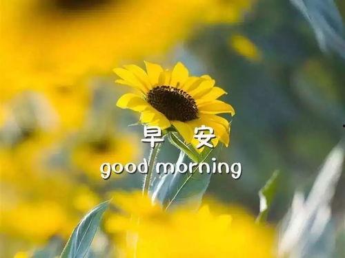 秋天吃籽瓜的句子,籽瓜的甘甜滋味