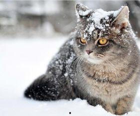 带你吃瓜鼬科,鼬科家族中的“吃瓜高手”