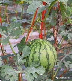 吃瓜果的瓜,探寻“吃瓜”背后的文化韵味