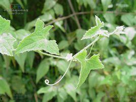 帽儿瓜怎么吃,探索美味与营养的完美结合