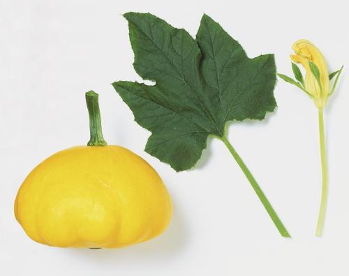 树叶吃瓜主播,揭秘网络直播界的另类奇才