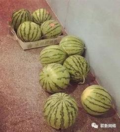 波瓜怎么吃,探索波瓜的美味之旅