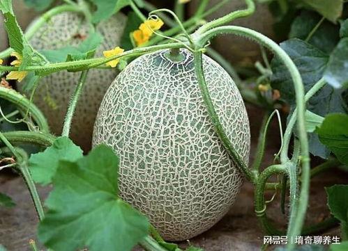 糖尿病哈密瓜可以吃吗,糖尿病患者的哈密瓜食用指南