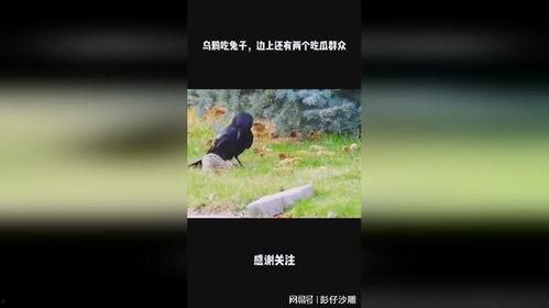 瓜地怎么防乌鸦吃瓜